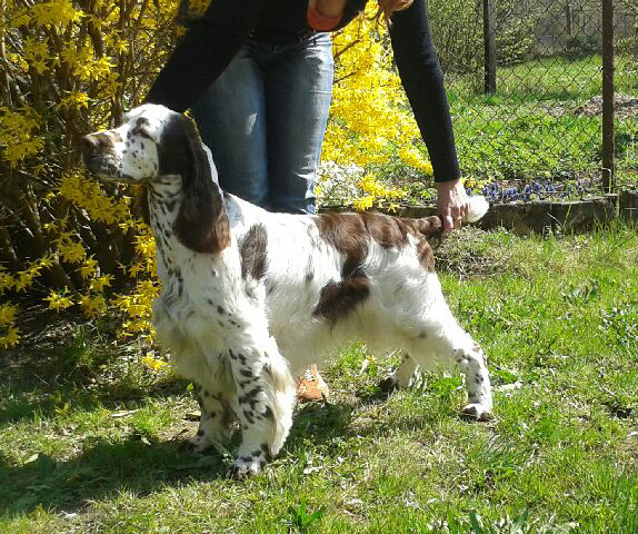 English springer spaniel Melverly Skymas