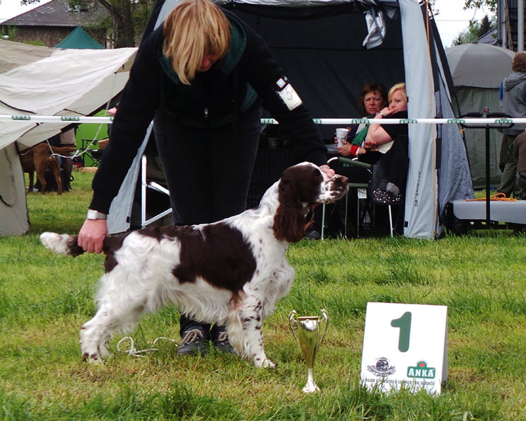 English springer spaniel Melverly Skymas