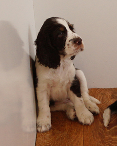 English springer spaniel OD STROUPINSKHO POTOKA