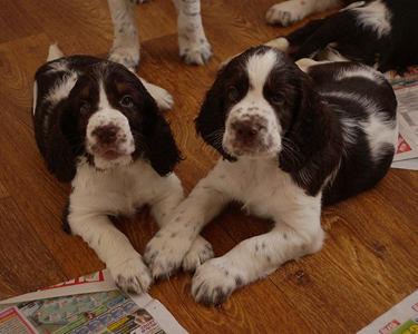 English springer spaniel OD STROUPINSKHO POTOKA