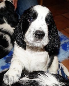 English springer spaniel OD STROUPINSKHO POTOKA