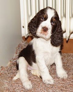 English springer spaniel OD STROUPINSKHO POTOKA