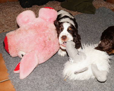 English springer spaniel OD STROUPINSKHO POTOKA