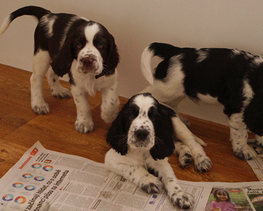 English springer spaniel OD STROUPINSKHO POTOKA