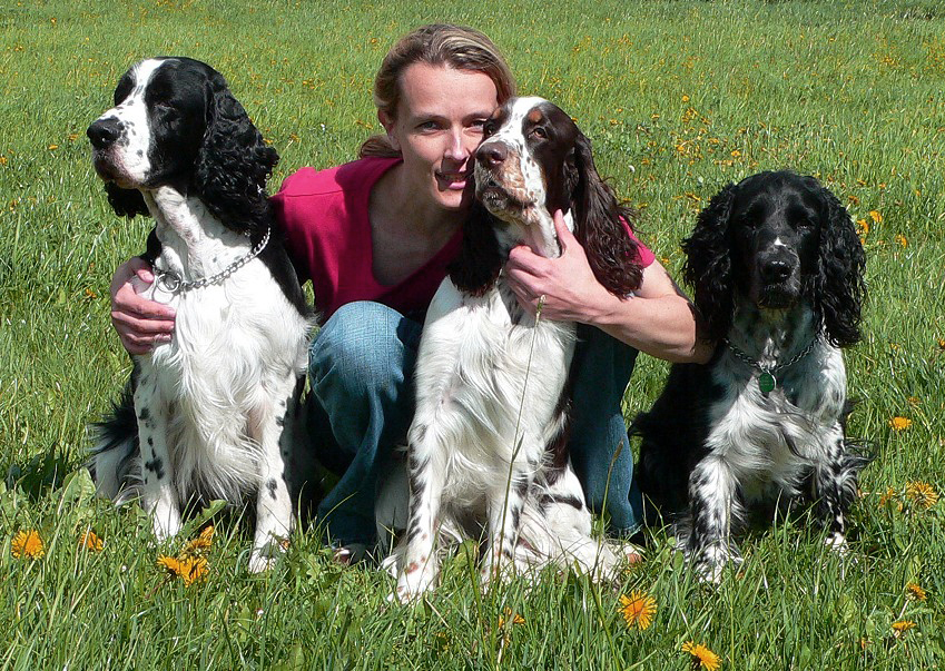 English springer spaniels in kennel Mysterion Britanica