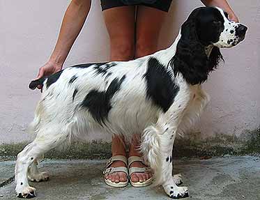 Anglick pringrpanl SYDNEY Z LIPOVCH DOLIN 