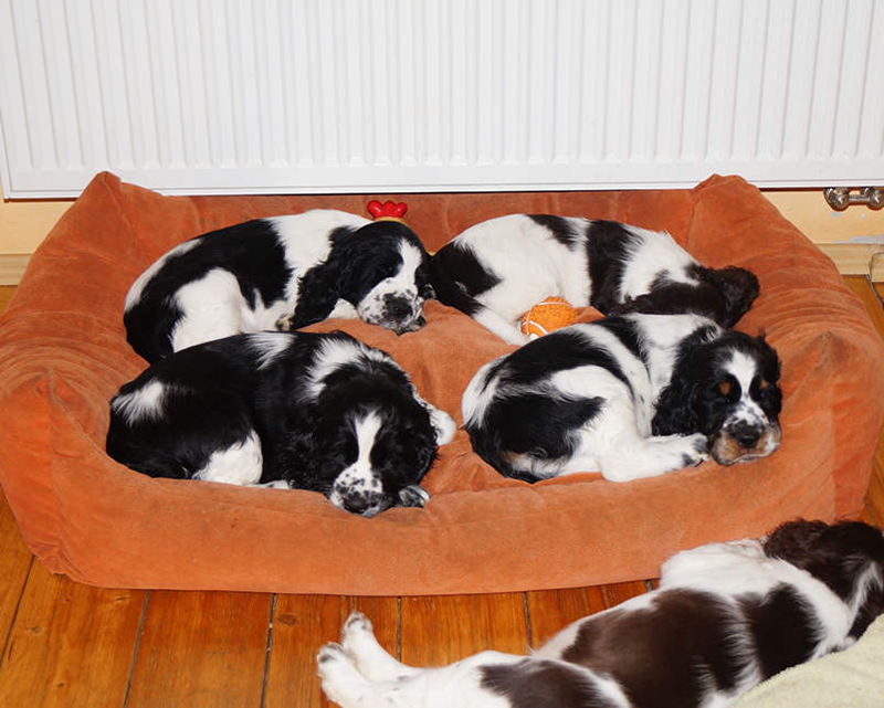 english springer spaniel puppies