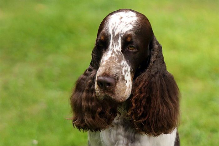 English springer spaniel Lordsett Why So Serious