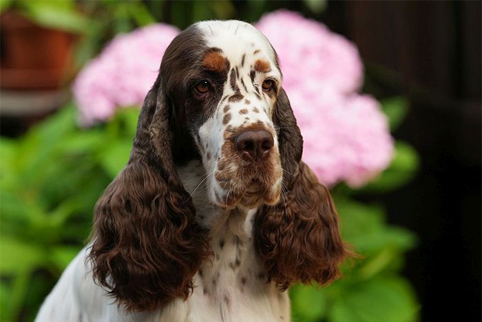 English springer spanielIndiana Equess Carnivale