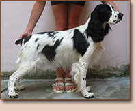 Anglick pringrpanl - fenka Sydney z Lipovch dolin