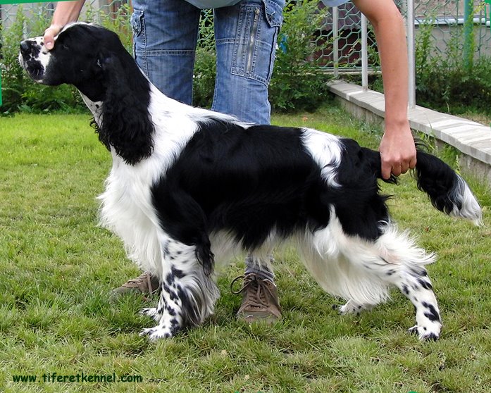 English springer spaniel ARCANUS TIFERET