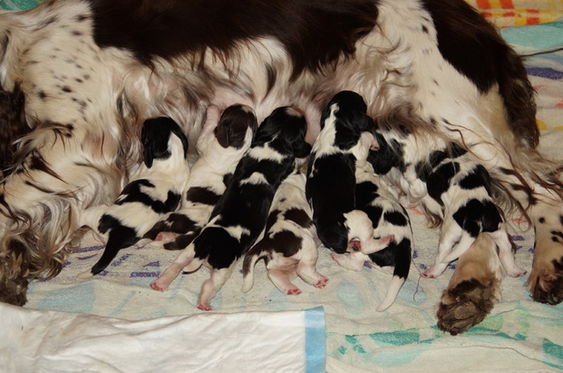 English springer spaniel puppies