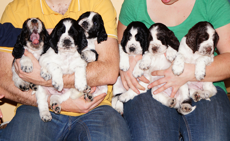 English springer spaniel 