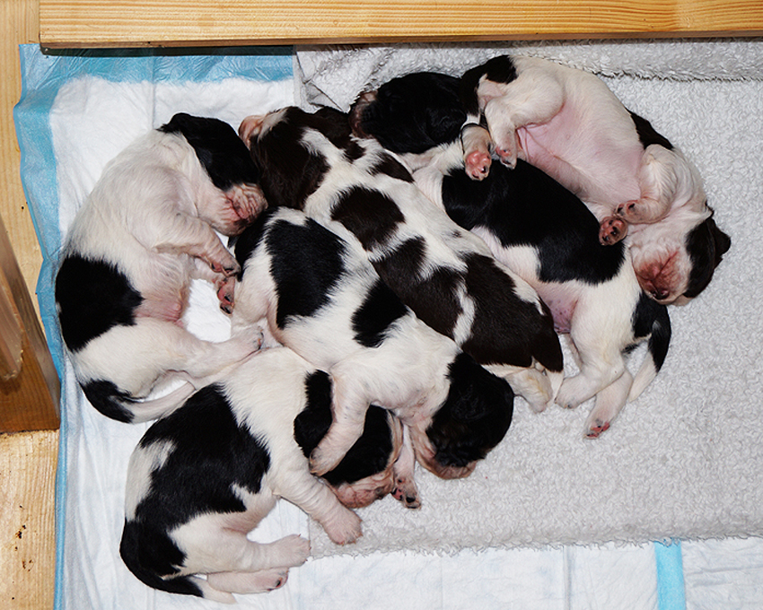 English springer spaniel puppies