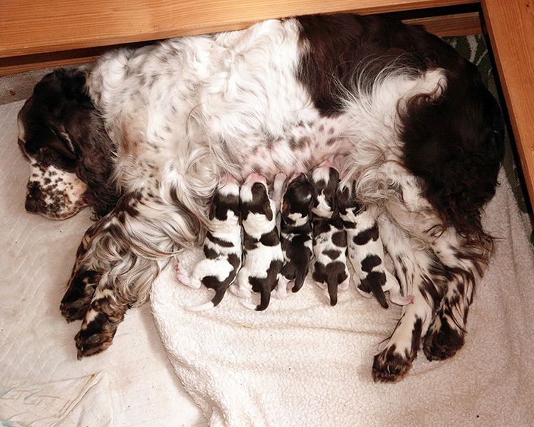 english springer spaniel puppies