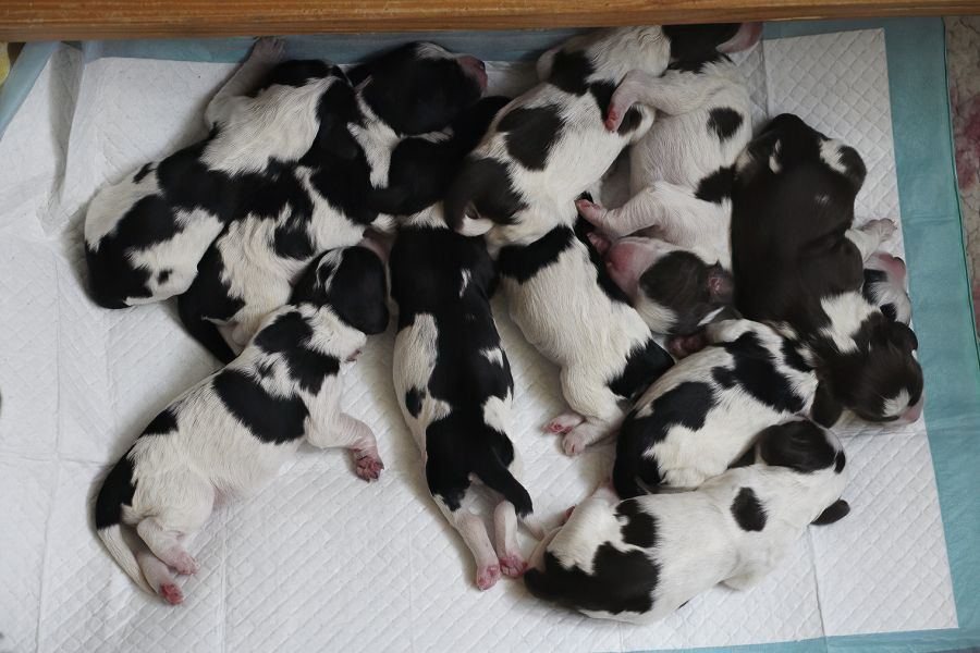 English springer spaniel puppy