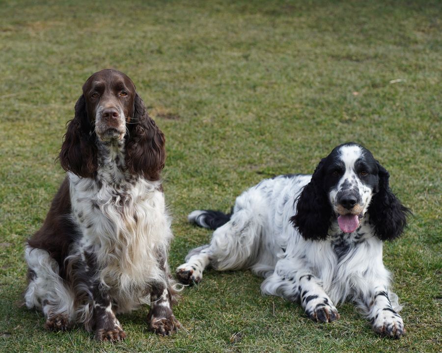 English springer spaniel 