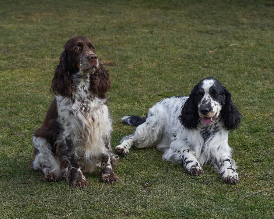 English springer spaniel 