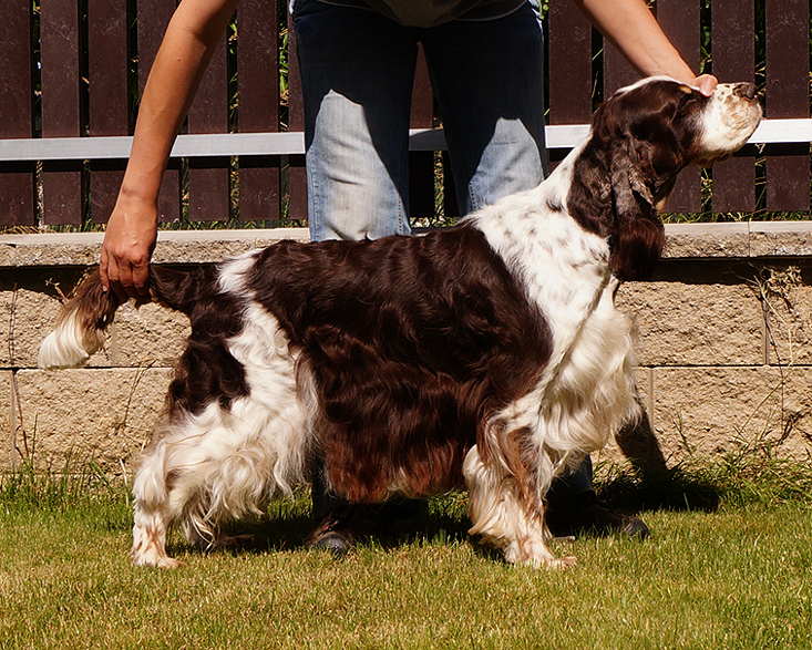 English springer spaniel