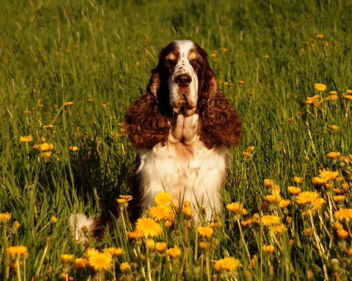 English springer spaniel