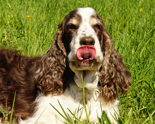 English springer spaniel