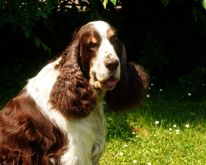 English springer spaniel