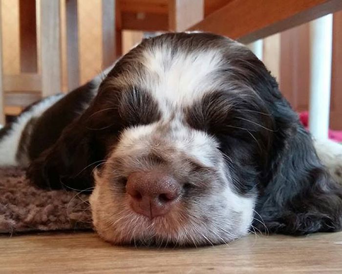 english springer spaniel puppies