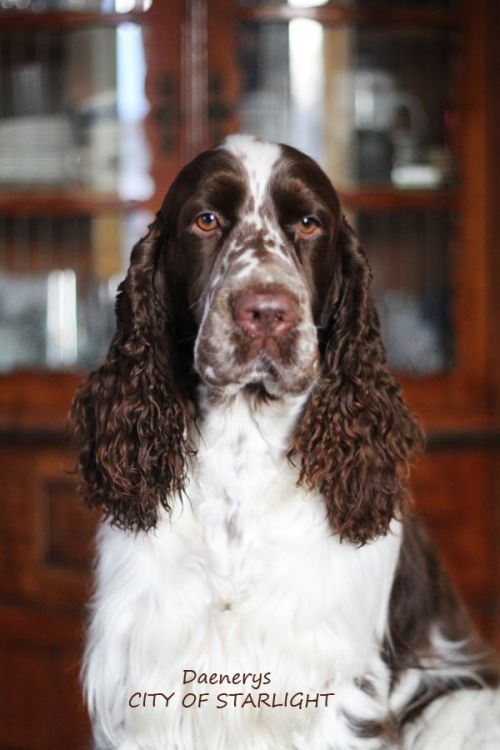 English springer spaniel Daenerys City of Starlight
