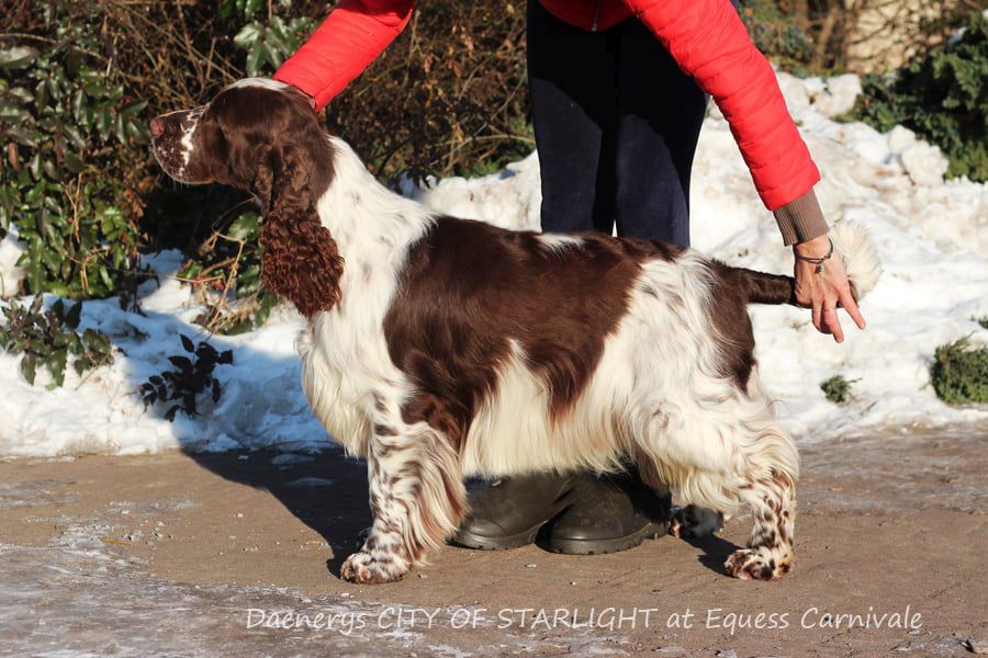 English springer spaniel Daenerys City of Starlight