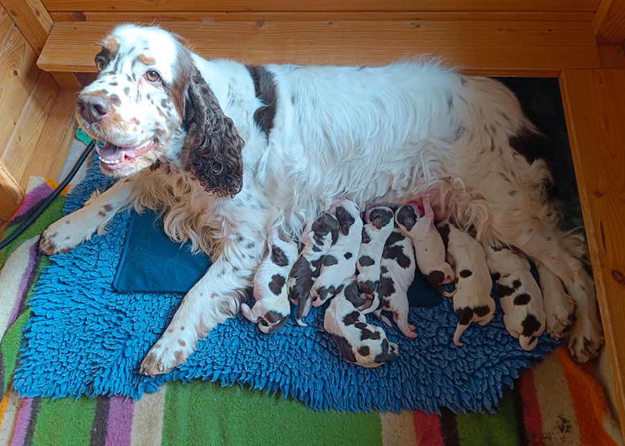 English springer spaniel Indiana Equess Carnivale